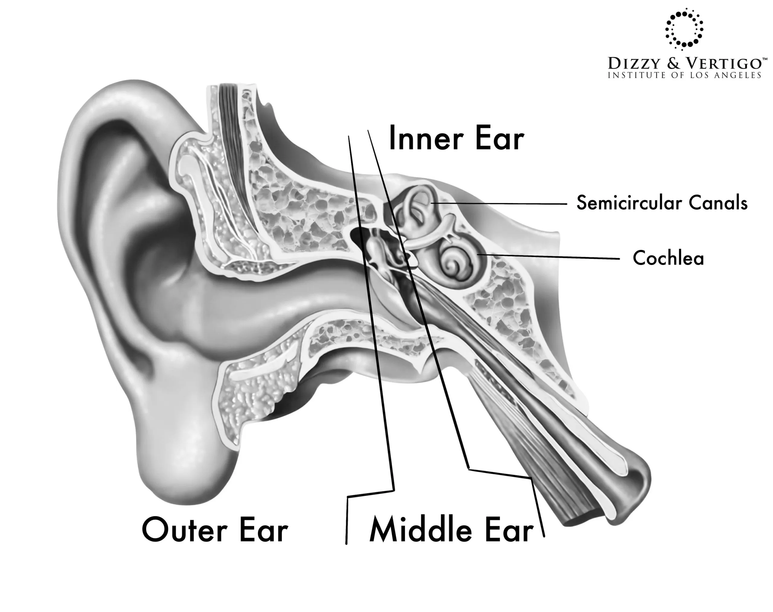 labyrinthitis-ear-anatomy